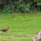 Une merlette pressée dans le jardin	