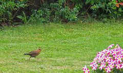 Une merlette pressée dans le jardin	