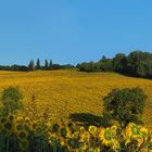 Une merveilleuse mer jaune