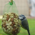 Une mésange à l'apéritif !