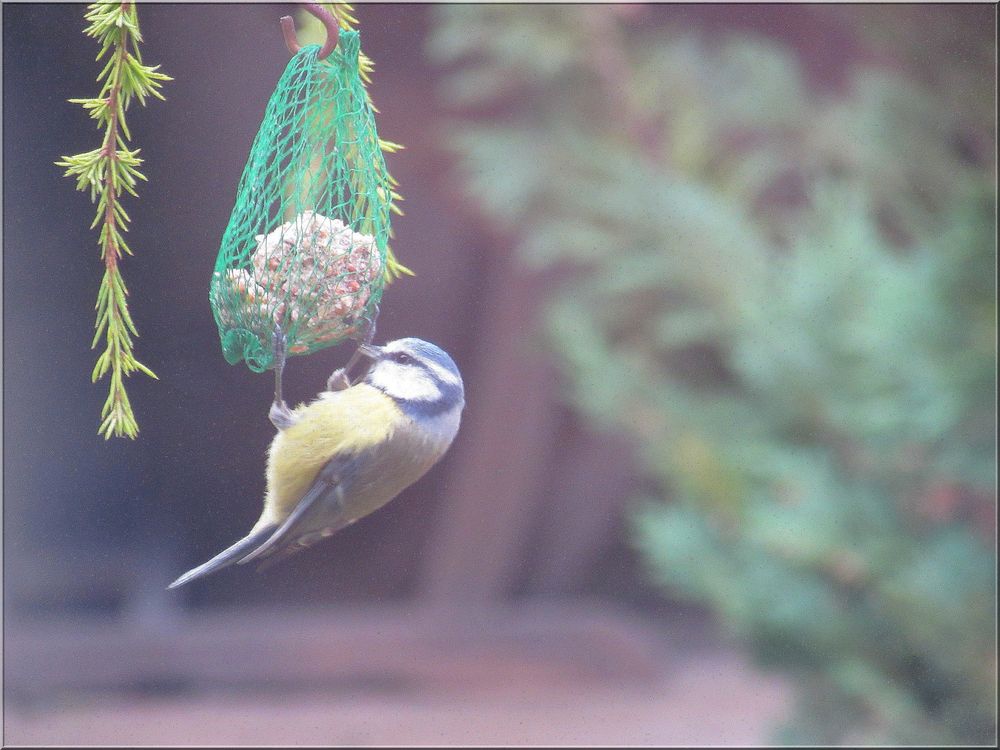 ..Une mésange affamée...