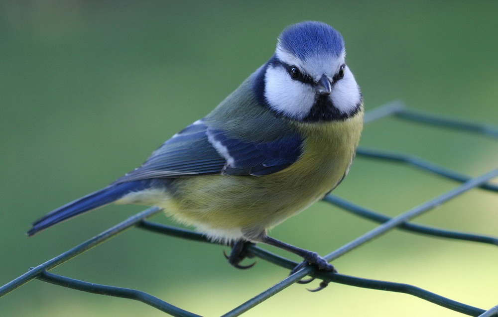 Une mésange bleue...