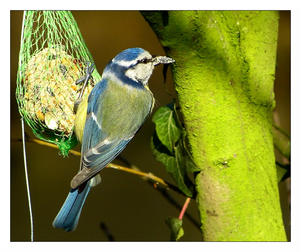 Une mésange bleue