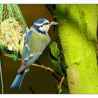 Une mésange bleue