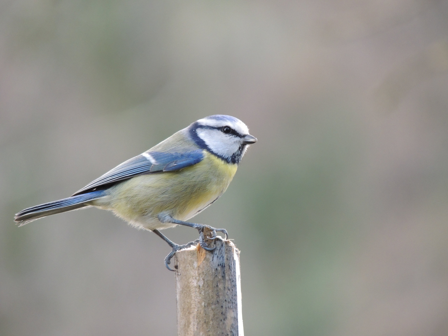 Une mésange bleue au piquet