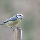 Une mésange bleue au piquet