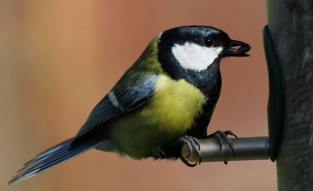 Une mésange charbonnière