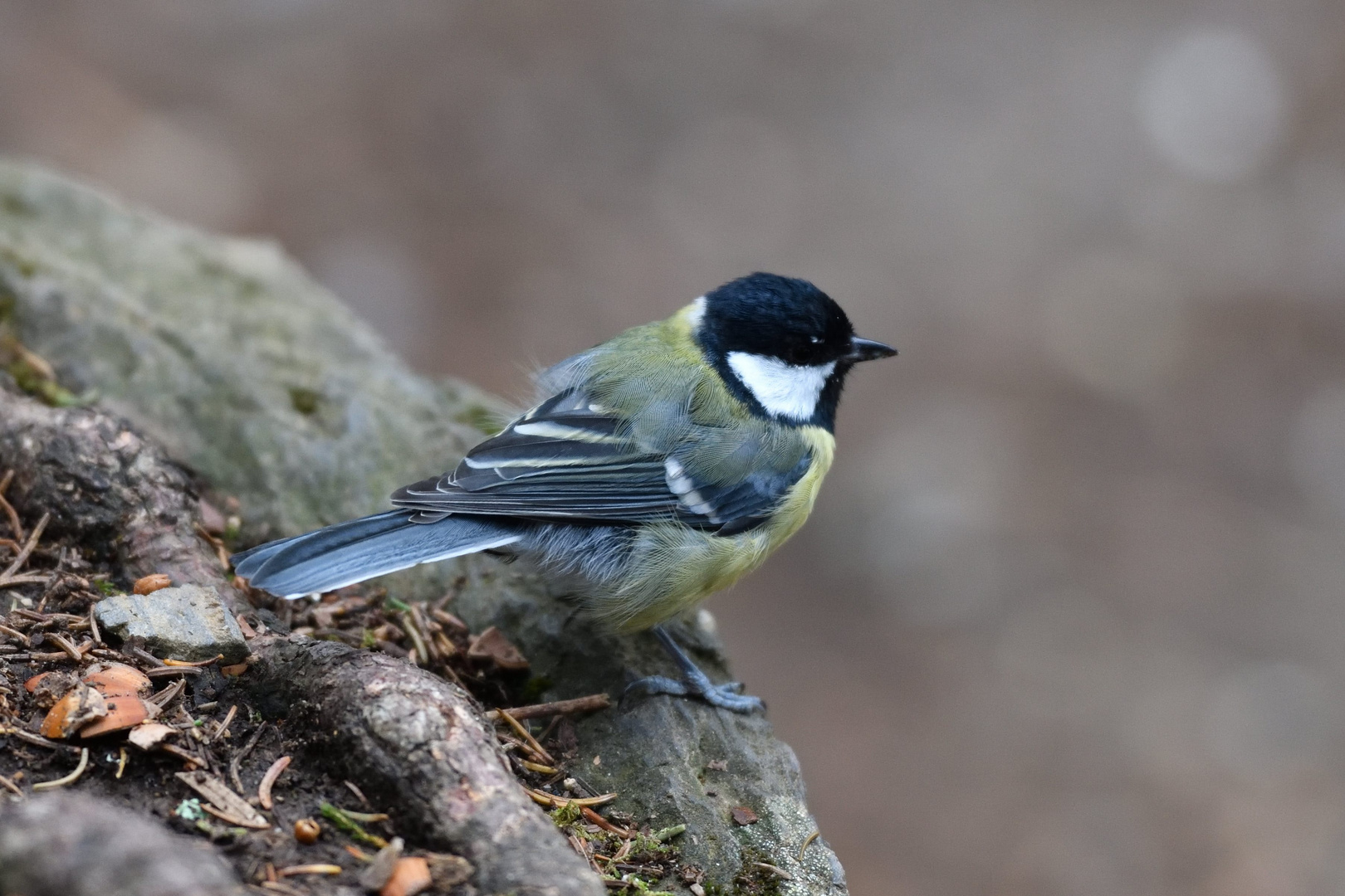 Une mésange charbonnière ...