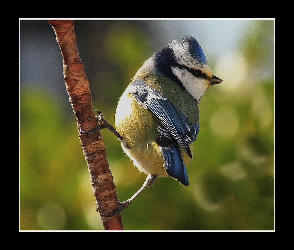 " Une mésange piquant sa petite colère "