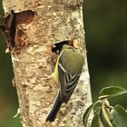 une mésange qui se prend pour une autruche un comble non !!!!!!!!