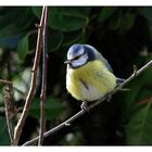 Une mésange sans les branches mais toujours avec du bruit pour Aurimec