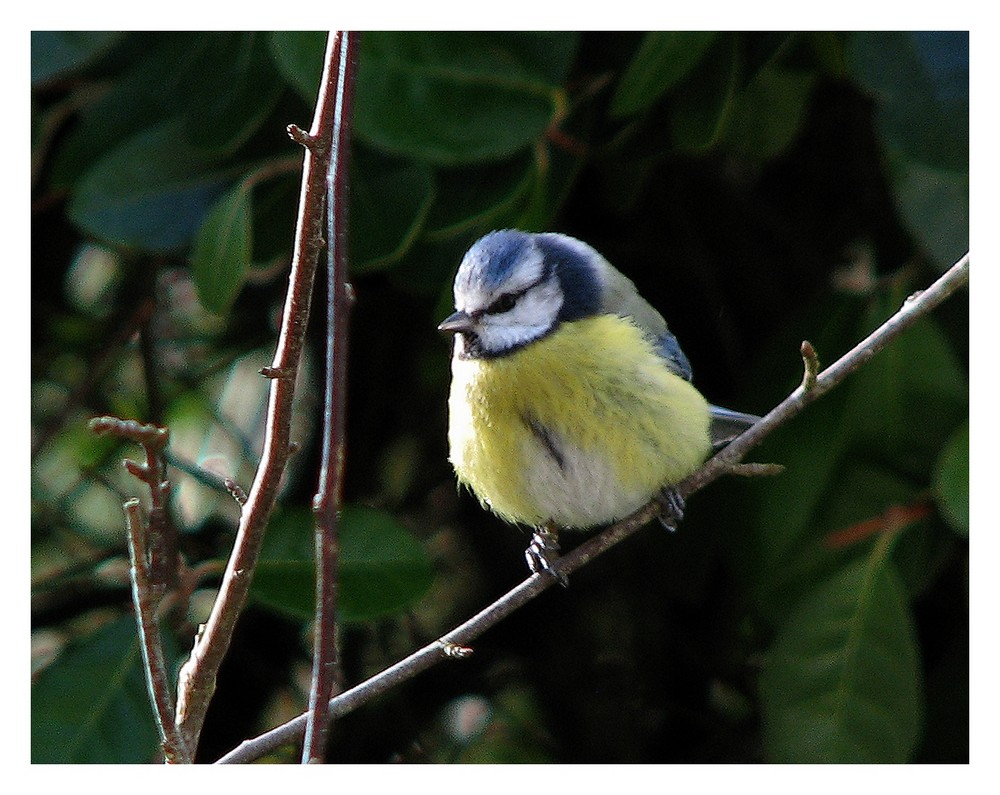 Une mésange sans les branches mais toujours avec du bruit pour Aurimec