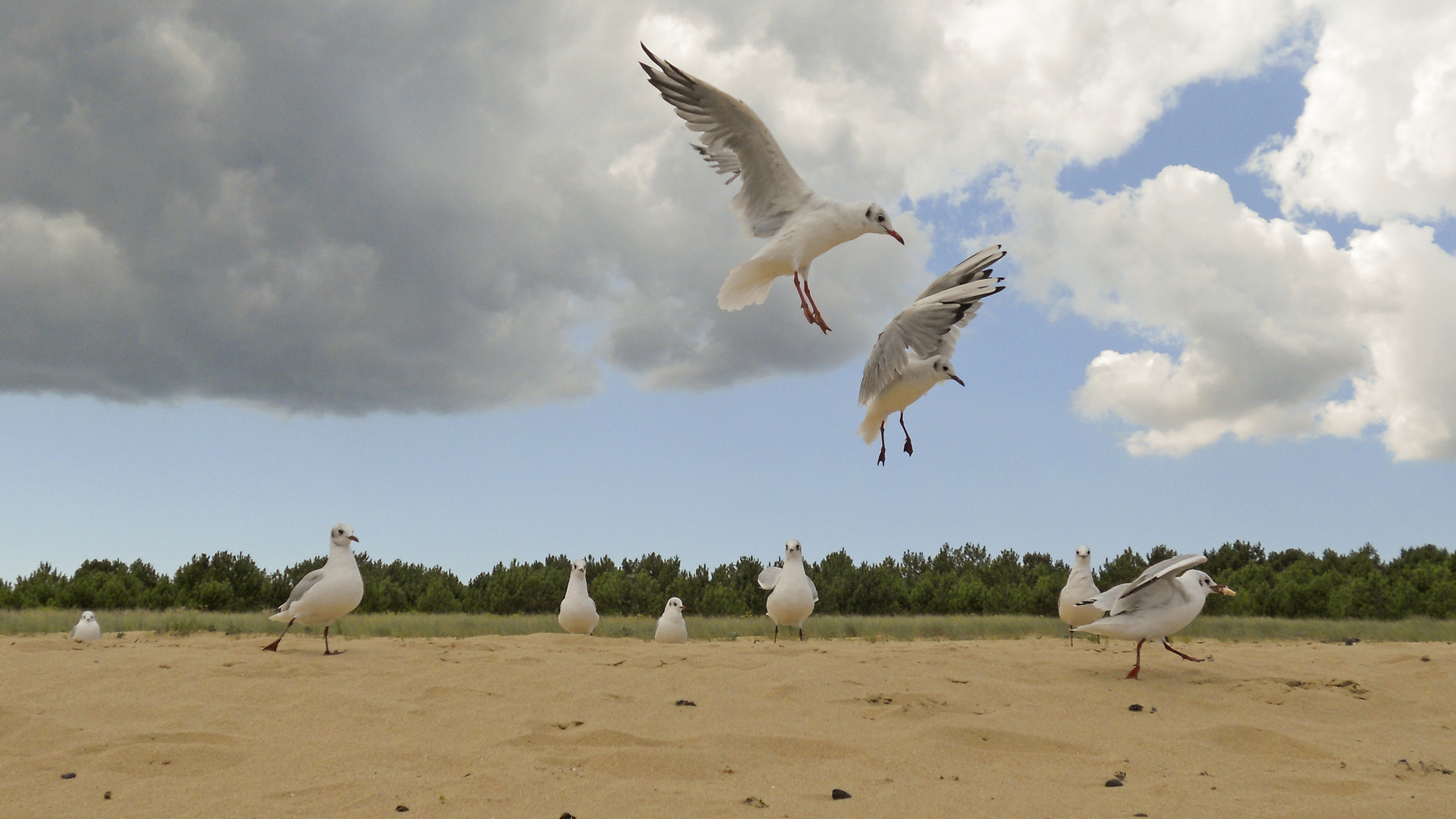 Une miette pour une mouette