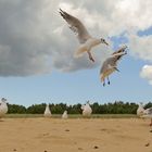 Une miette pour une mouette