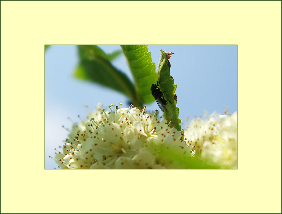 une mouche