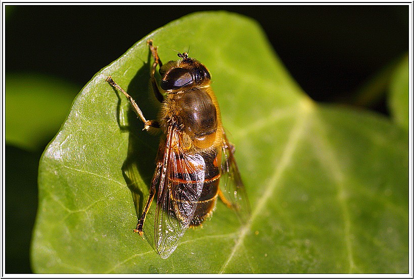 Une mouche de cheval