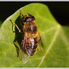 Une mouche de cheval