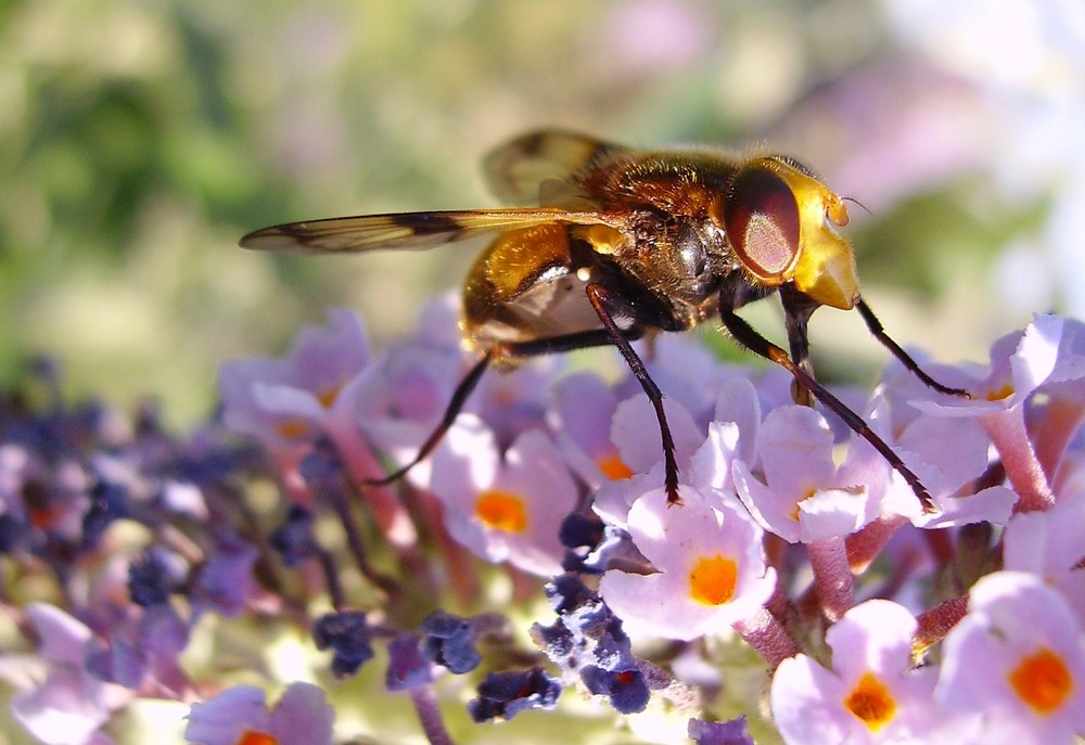 Une mouche déguisée en guèpe...