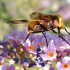 Une mouche déguisée en guèpe...