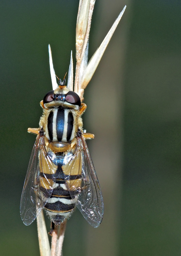 Une mouche en habit de fête! - Gemeine Sonnenschwebfliege (Helophilus pendulus) 