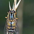 Une mouche en habit de fête! - Gemeine Sonnenschwebfliege (Helophilus pendulus) 