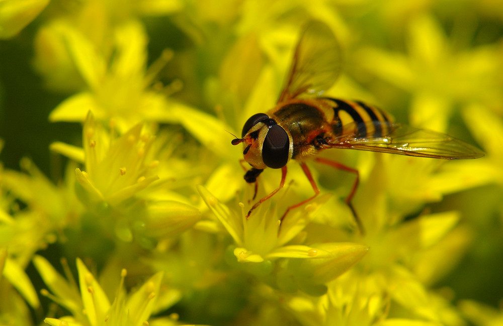 Une mouche en or