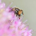 Une mouche en train de butiner une fleur.