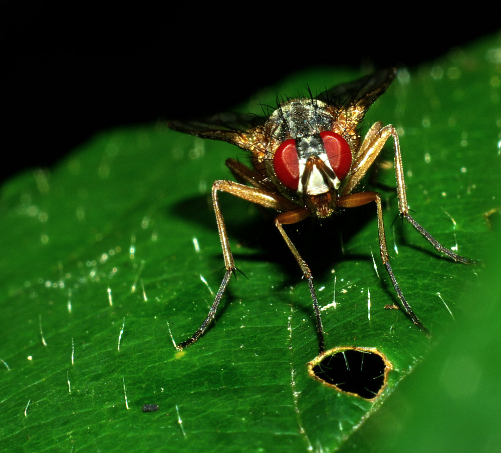 Une mouche prenant un bain de soleil sur une feuille.