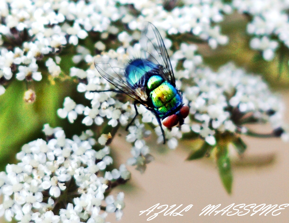 Une mouche romantique