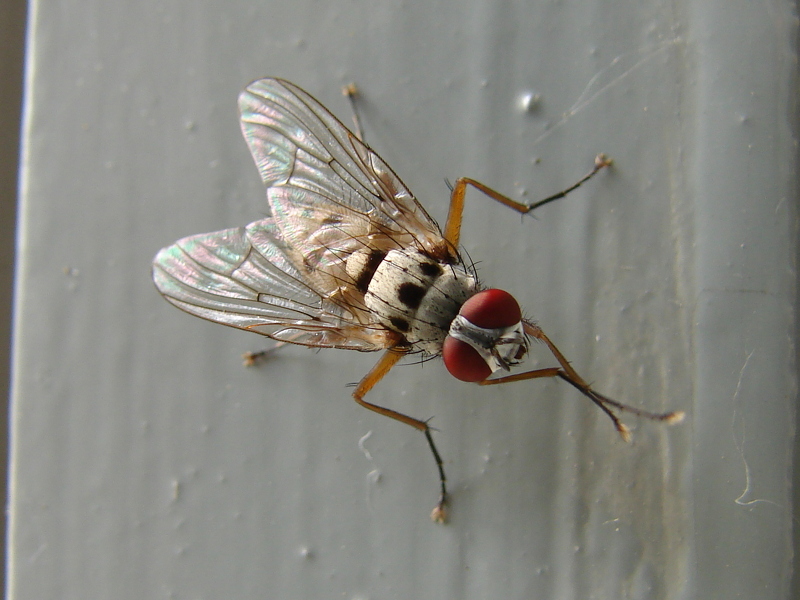 Une mouche sur un mur qui picotte sur pain dur...