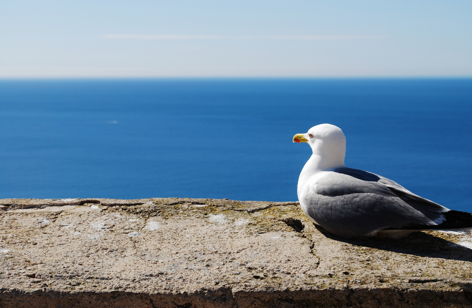 Une mouette