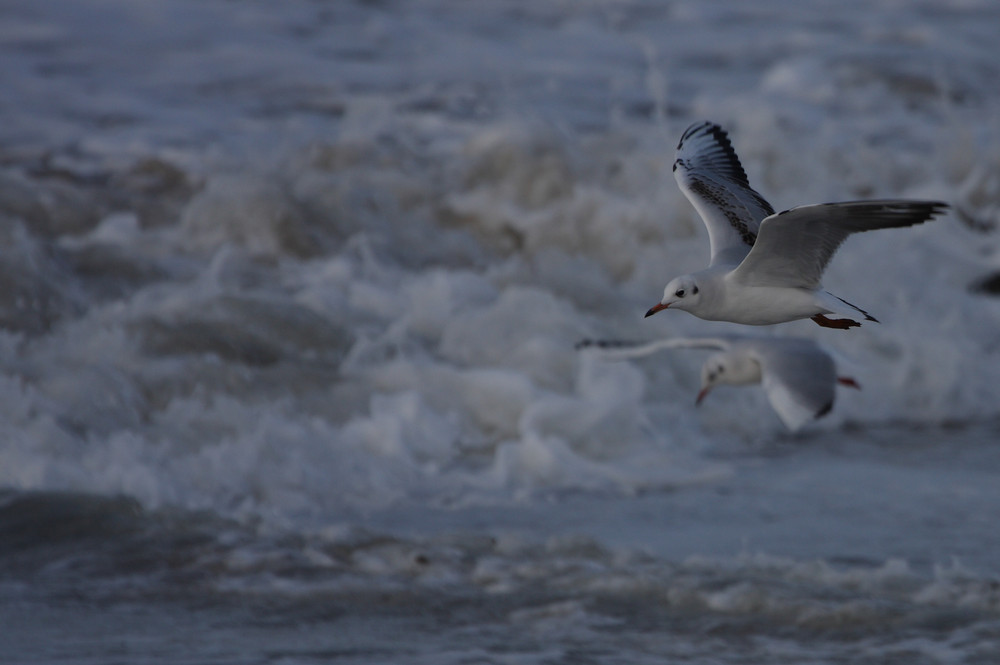 une mouette à la marée montante à Noirmoutier