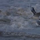 une mouette à la marée montante à Noirmoutier