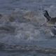 une mouette  la mare montante  Noirmoutier