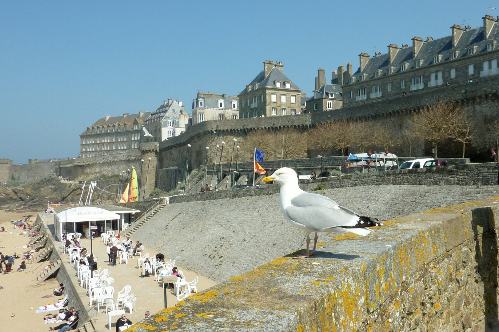 une mouette a st malo