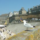 une mouette a st malo