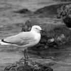 Une mouette argentée au bord d’une plage de Nouméa