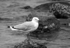 Une mouette argentée au bord d’une plage de Nouméa