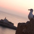 Une mouette au coucher de soleil