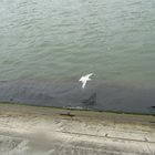 une mouette