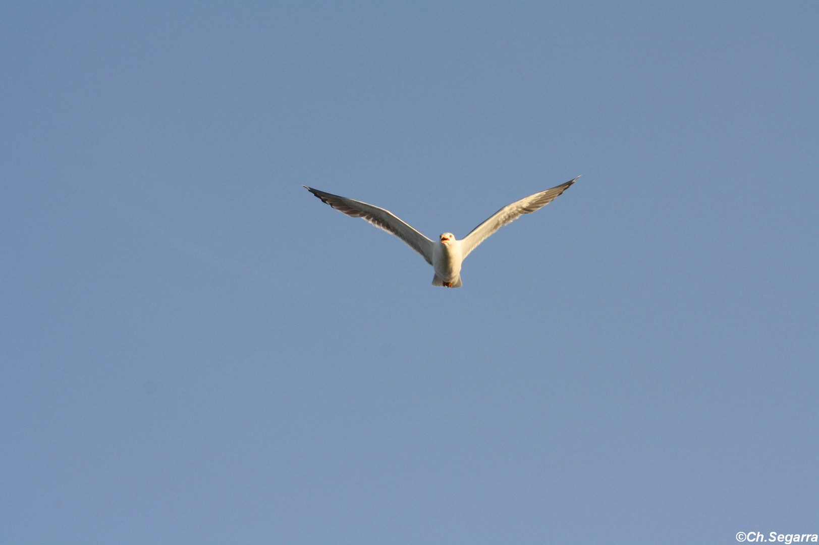 Une mouette de la Rochelle