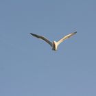 Une mouette de la Rochelle