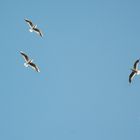 une mouette de trop