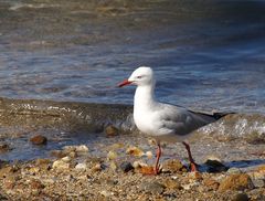 Une mouette en bord de mer à Nouméa -- Eine Möwe am Meeresrand in Nouméa