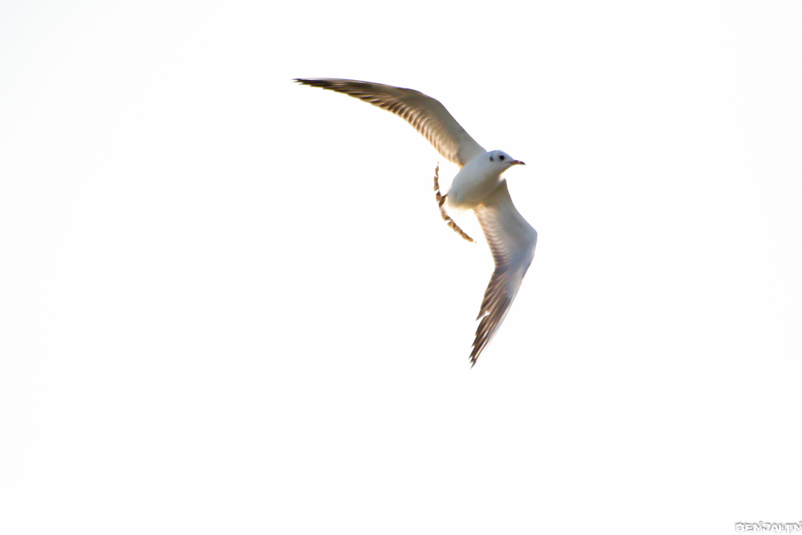 Une mouette féerique