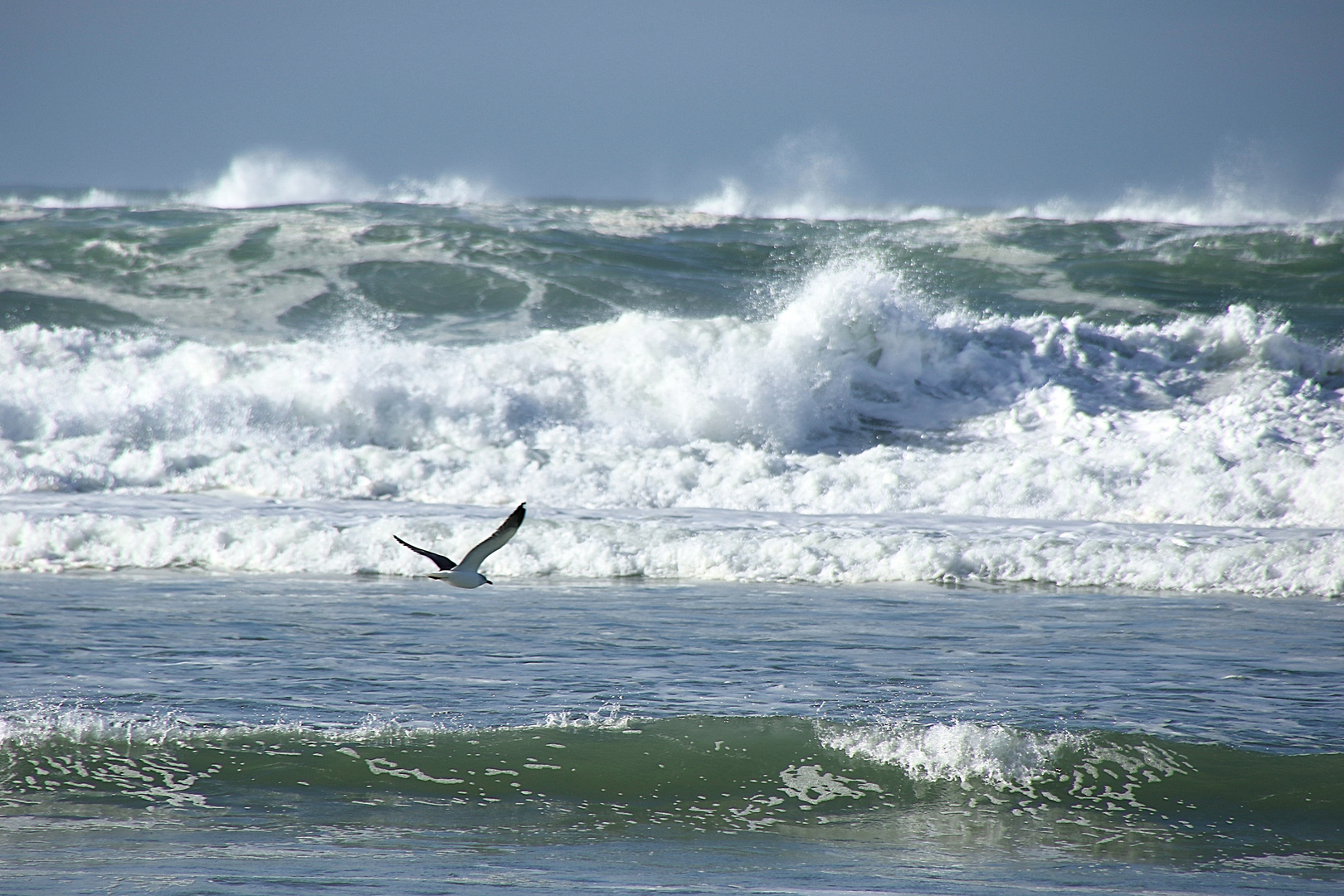 une mouette passe !