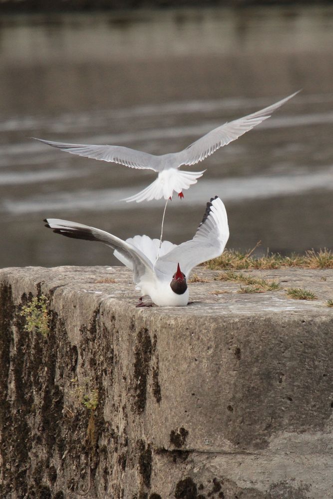 une mouette rieuse qui aurait du boire du red bull