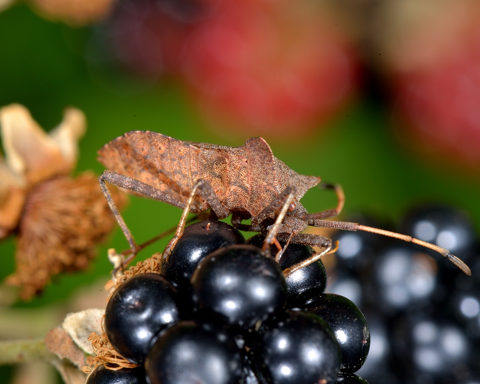 Une mûre, un insecte, la magie de la macro