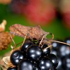 Une mûre, un insecte, la magie de la macro