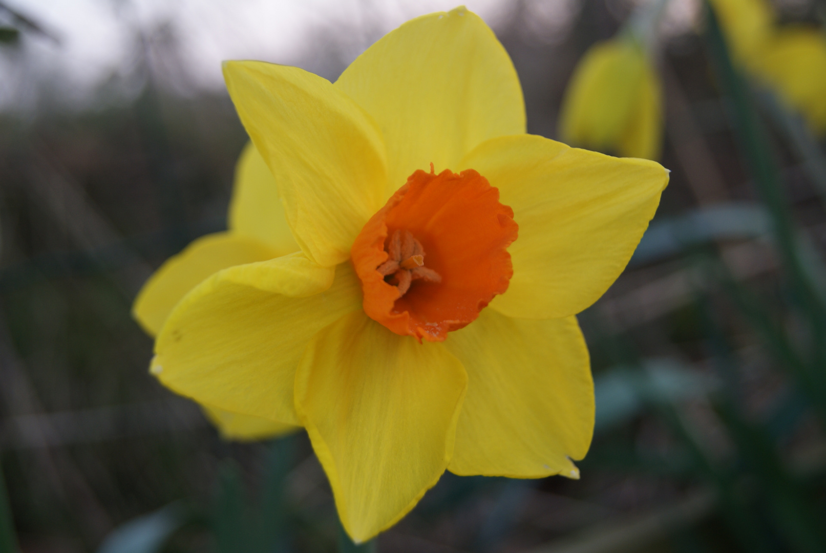 Une Narcisse à l'ombre